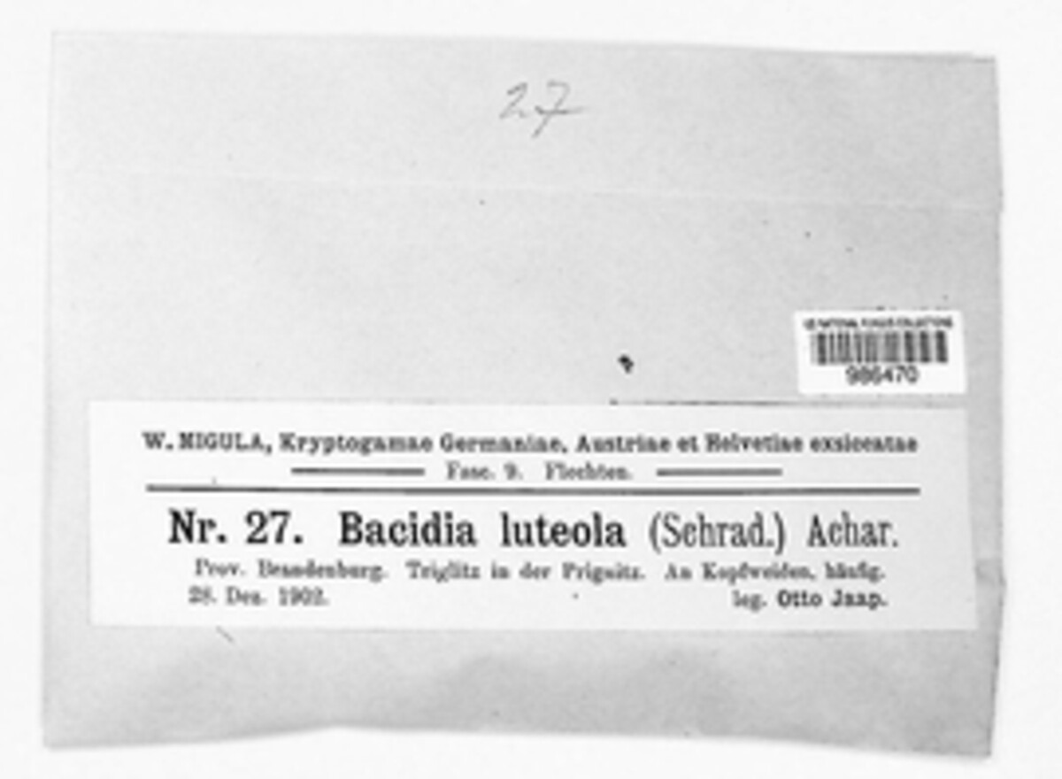 Bacidia rubella image